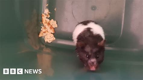 Dead Hamster Found Alive In Aylesbury Wheelie Bin Bbc News