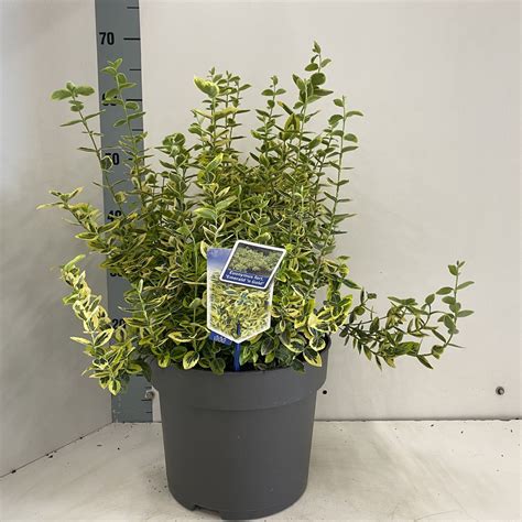 Euonymus Fortunei Emerald N Gold Floraccess