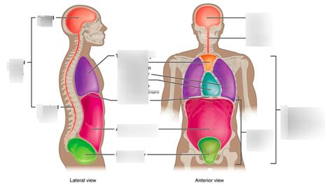 Dorsal And Ventral Body Cavities Chap 1 Diagram Quizlet
