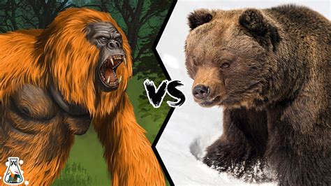 Gigantopithecus Vs Grizzly Bear Who Would Have Won Such A Battle