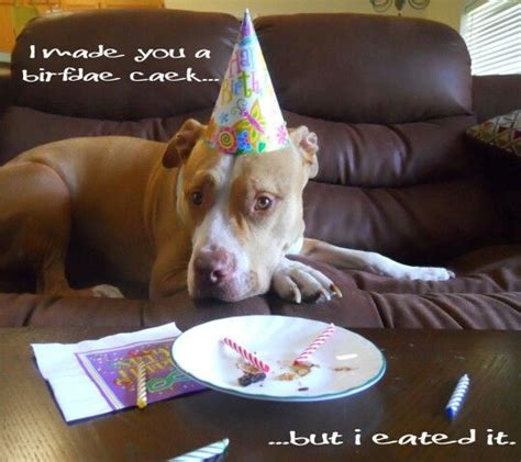 That One Dog Who Eats Your Cake Happy Birthday Dog