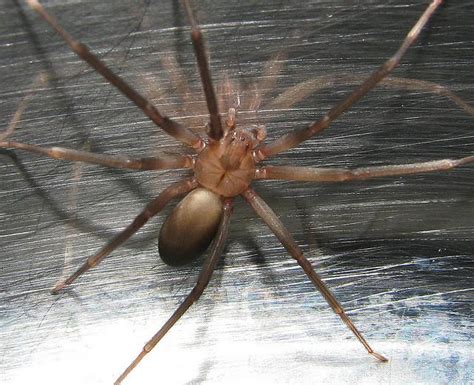 Scared Of Spiders Dont Worry About The Deadly Brown Recluse In The