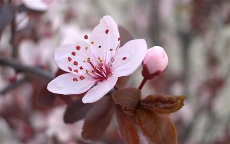 Wallpaper Flowers Branch Blossoms Cherry Blossom Pink Spring