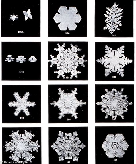 First Ever Photographs Of Snowflakes 1885 Muzeul De Fotografie