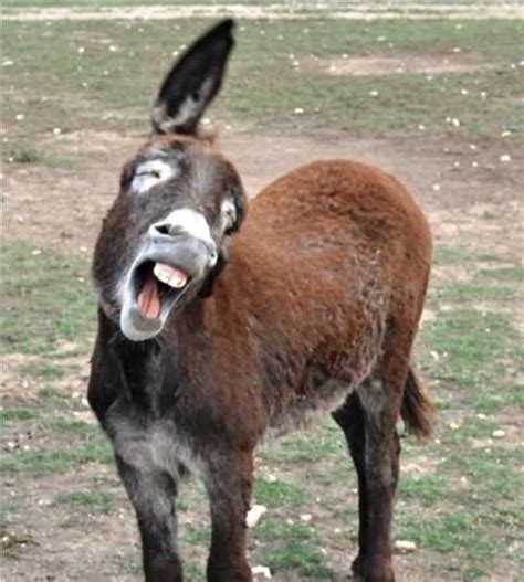 Most Funny Donkey Face Pictures That Will Make You Laugh Funnyexpo