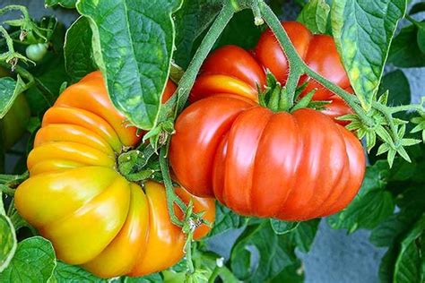 What Are Heirloom Tomatoes The Hybrid Vs Heirloom Guide Dengarden