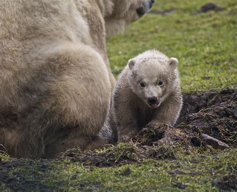Polar Bear Cub Michelle Bender Flickr