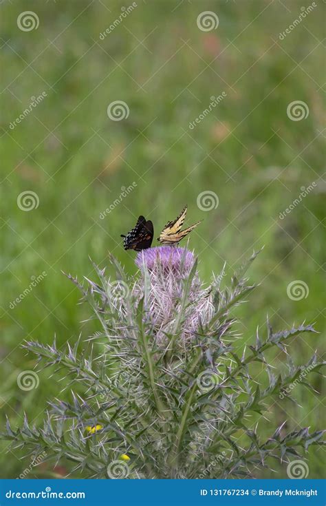 Swallowtail Negro Y Mariposas Del Este Del Swallowtail Del Tigre Foto