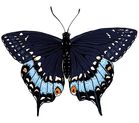 Black Swallowtail Butterfly Illustrated One Illustration A Day