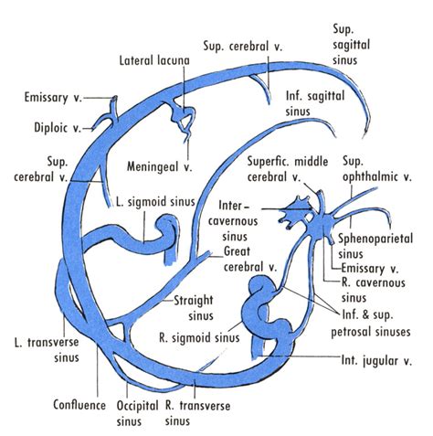 Label and learn you can use this to either test yourself or to learn anatomy. Reflecting on Cerebral Venous Sinus Thrombosis, and the U.S. Presidential Election - The Stroke Blog