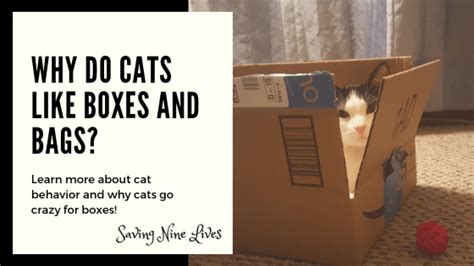 Why Do Cats Like Boxes And Bags Saving Nine Lives