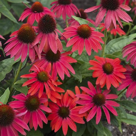 Coneflower The Ultimate Guide To Growing Echinacea Plants Proven