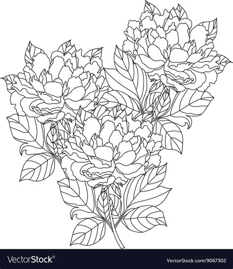 Peony Bouquet Coloring Book Page For Royalty Free Vector