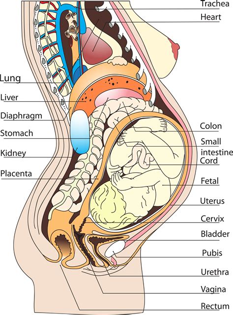 Internal organs of the human body. Female Anatomy Diagram Organs . Female Anatomy Diagram ...