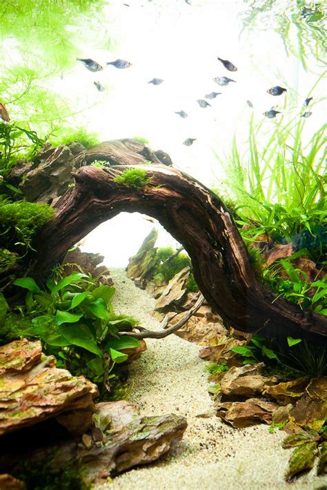 Dragon Stone Rocks Planted Aquarium Aquascape Ideas
