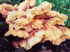 Épinglé Par Veronica Dawes Sur Fungi