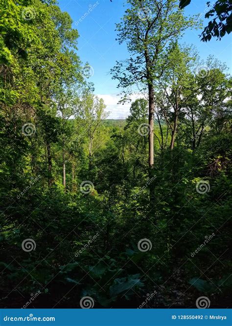 Scenic View Of The Forest In The Cleveland Metroparks In Ohio Stock