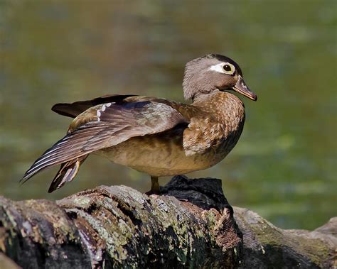Female Wood Duck Perched Photograph By Morris Finkelstein