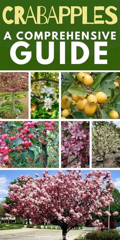 Crabapples A Detailed Guide Identification Types Fruits Care