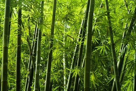 Asian Bamboo Tree Patzl International
