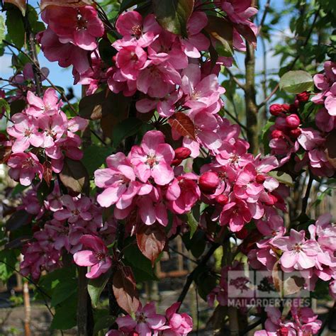 Malus Rudolph Crab Apple Tree Mail Order Trees