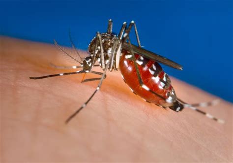 Mosquito Borne Diseases In Ohio