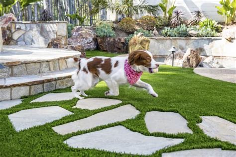 5 Reasons That Artificial Grass Is Safe For Pets In Del Mar 🥇