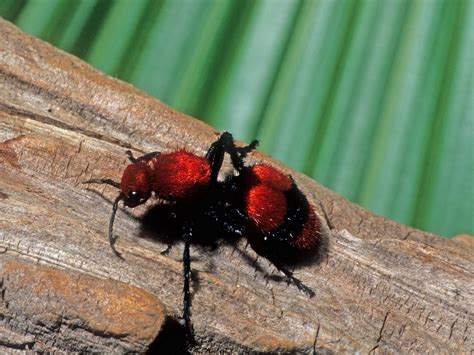 Red Velvet Ant Facts Sting Size Habitat Lifespan Pictures