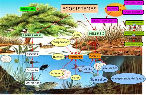 Ecosistema Y Sus Elementos Triptico Ecosistema Organismos Porn Sex Picture