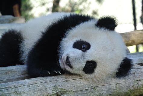 At Eight Months Old Toronto Zoo Panda Cubs Starting To Like Bamboo