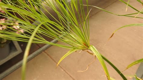 Rice Flatsedge Weed Killer Lawn Dork™