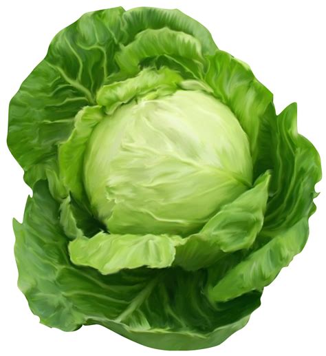 Health Check Cabbage