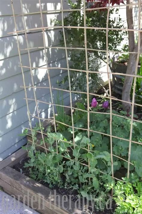 25 Diy Pea Trellis Ideas For Your Garden Gardenoid