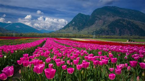 Pink Tulip Flower Field During Daytime Hd Wallpaper