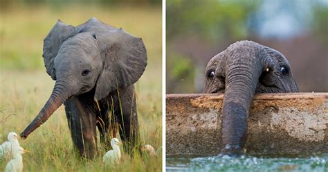 35 Reasons Why Baby Elephants Are The Cutest Animals Ever