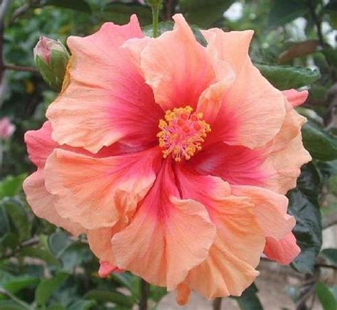 Pink Orange Hibiscus Perennial Hardy Garden 20 Flower Seeds Perennial Seeds