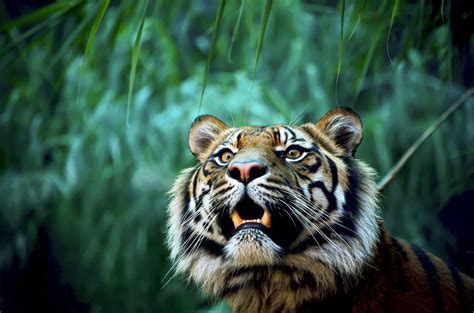 Wallpaper Animals Nature Tiger Wildlife Big Cats Zoo Whiskers