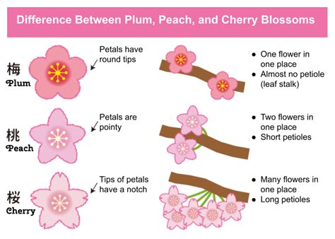 What Is The Difference Between Plum And Cherry Blossom How To Tell