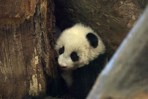 VidÉo Autriche Des Pandas Jumeaux Font Leur Première Apparition Au Zoo