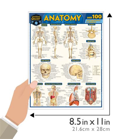 Quickstudy Anatomy Quizzer Laminated Study Guide 9781423244127