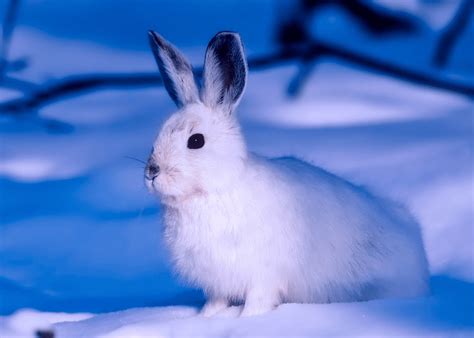 Snowshoe Hares VS Arctic Hares - How Do The Two Compare? Are They The