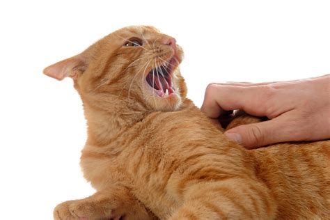 Cat Aggression During Petting Paws In Training