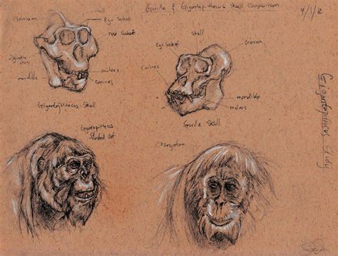 Gigantopithecus Head Study By Futureaesthetic On Deviantart Prehistoric Study Deviantart