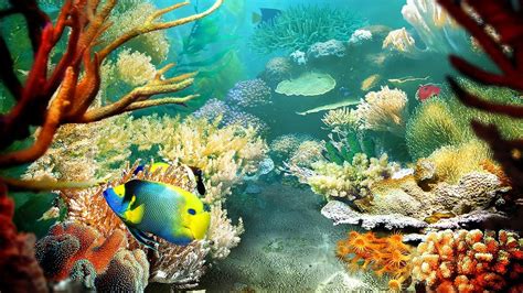 Tropical Coral Reef 4k Wallpapers Top Free Tropical Coral Reef 4k