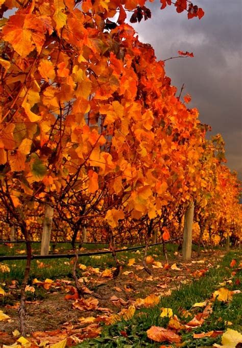 Autumn Vineyard Swallows Crossing