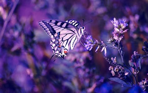Butterfly Flowers Insect Wallpaper Coolwallpapersme