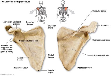 Scapula Pectoral Girdle 4 Clavicle Scapula The Shoulder Bone