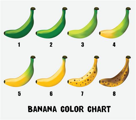 Color Chart Of Banana From Young Green To Yellow Until Ripe 2968320