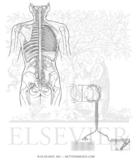 ✓ free for commercial use ✓ high quality images. Spinal Cord - Free Coloring Pages