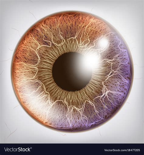 Eye Iris Realistic Anatomy Concept Royalty Free Vector Image